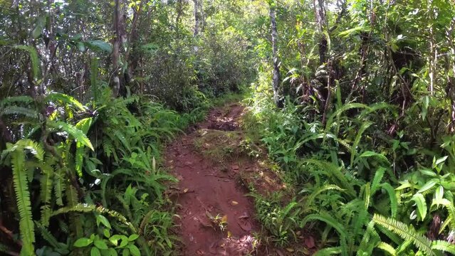 First person video. Trail movement through jungle. Mauritius
