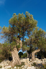 The most oldest olive trees in Croatia. Olive garden. Some of them are more then 1000 years old