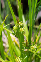 Closeup of a segde plant (Prob. carex spec.)