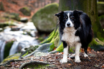 black and white border collie with waterfall in background