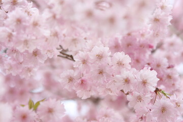 しだれ桜