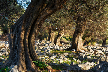 The most oldest olive trees in Croatia. Olive garden. Some of them are more then 1000 years old © Ondrej