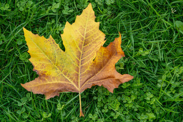 Maple leaf at the park