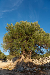 Fototapeta na wymiar The most oldest olive trees in Croatia. Olive garden. Some of them are more then 1000 years old