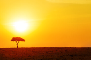 Yellow sunset sun disk over lonely tree in Savanna in Kenya