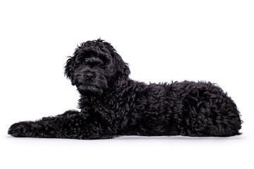 Sweet curious black puppy Labradoodle or cobberdog, lying down, looking towards the camera with a bit of a sad look. Isolated on a white background.