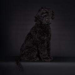 Sweet curious puppy black Labradoodle or cobberdog, sitting looking towards the camera, with his tail hanging over the edge, with big brown eyes. Isolated on a black background.