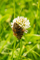 Closeup of a burnet companion moth (Euclidia glyphica) on white clover flower