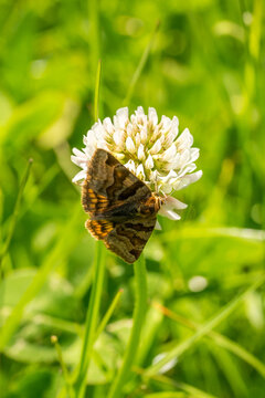 Closeup of a burnet companion moth (Euclidia glyphica) on white clover flower