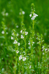 Fototapeta na wymiar Closeup of thymeleaf speedwell flowers (Veronica serpyllifolia)