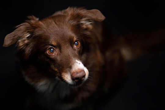 Australian Shepherd Closeup Top Portrait