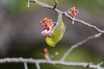 Japanese White-eye and Cherry Blossom(Japanese name is Kanzakura) at Tokyo Prefecture, Japan