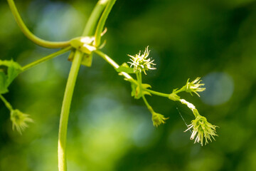 Closeup of common hops blossums (Humulus lupulus)
