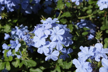 Naklejka premium fiori di plumbaco in estate