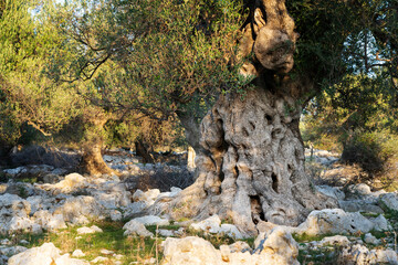The most oldest olive trees in Croatia. Olive garden. Some of them are more then 1000 years old