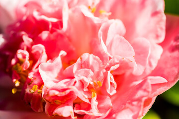 pink camellia flower close up