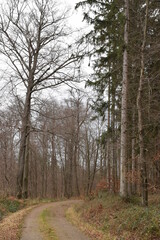 Waldweg bei tr&uuml;bem Herbswetter
