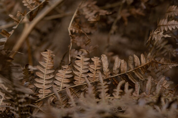 incredibly beautiful landscape of dry brown fern