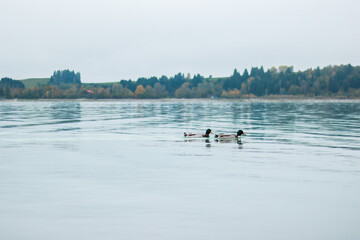 Ducks on water. Floating ducks. Pond river lake. Birds on water. Montenegro, Cievna river
