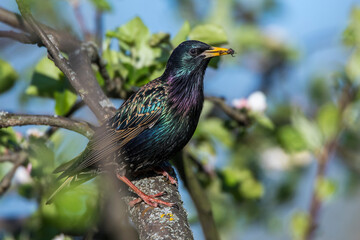 Star (Sturnus vulgaris)