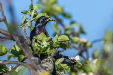 Star (Sturnus vulgaris)