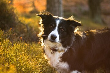 the brown border collie at the sunrise