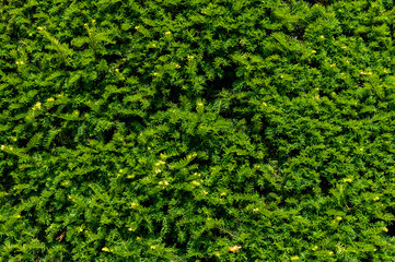 Green coniferous texture