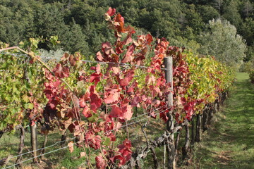 viaggio tra le vigne del chianti in autunno