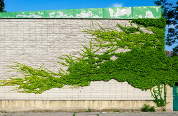 Green ivy on the wall