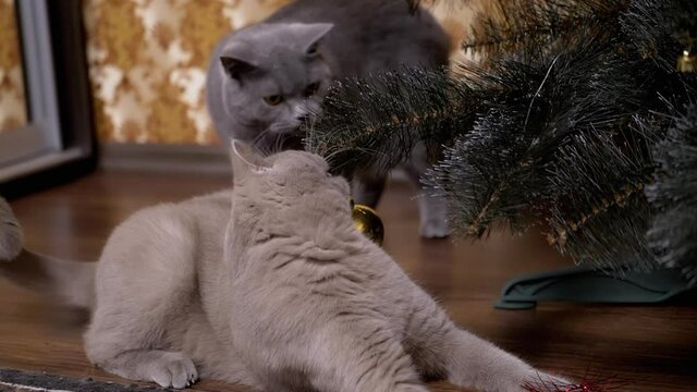 Two Funny Gray British Purebred Cats are Playing with Christmas Tree Ball