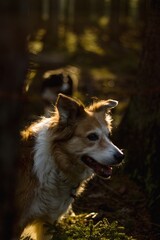 the brown border collie at the sunrise