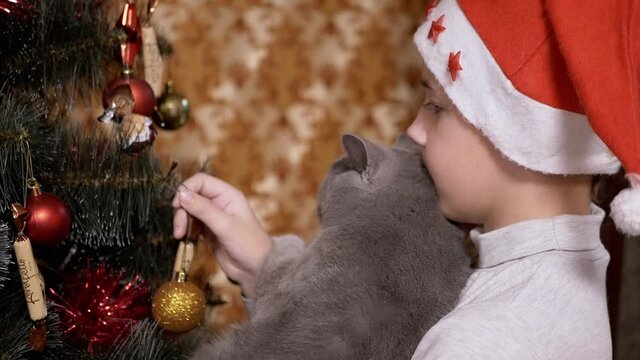 Boy in Red Cap Examine Toys on Christmas Tree together with British Cat on Hands