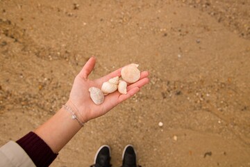Womans hands with shells on the beach