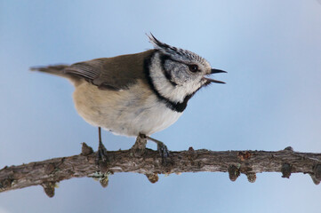 Haubenmeise (Parus cristatus)