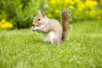 squirrel on the grass