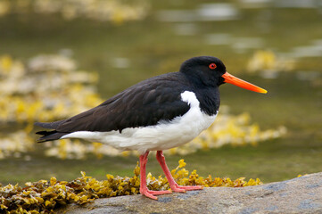 Austernfischer ( Haematopus ostralegu )