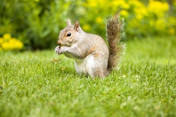 brown squirrel eating on green grass. Great Britain