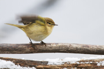 Zilpzalp ( Phylloscopus collybita )