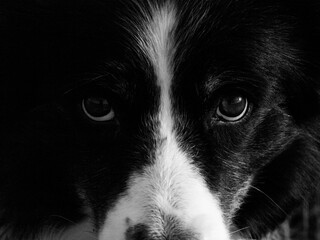 black and white bordercollie looking to camera. dogs eyes