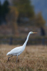 Silberreiher ( Egretta alba )