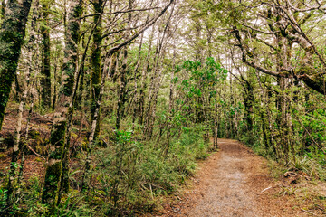 Obraz premium Footpath in forest of Tongariro National Park