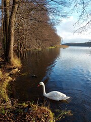 Naklejka na ściany i meble white swan on the lake 