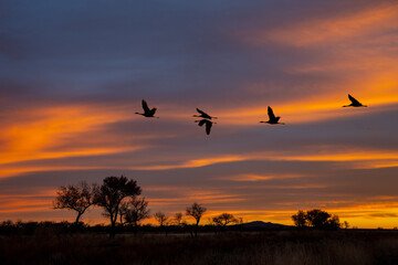 Fototapeta na wymiar Cranes fly over trees landscape on a sunset cloudy sky 