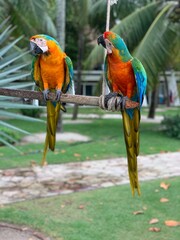 green and macaw