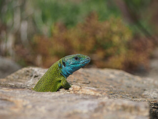 Eine männliche Smaragdeidechse, Lacerta viridis.