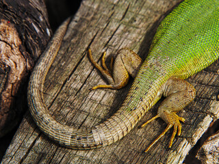 Der Schwanz und die hinteren Beine von oben einer Smaragdeidechse, Lacerta viridis.