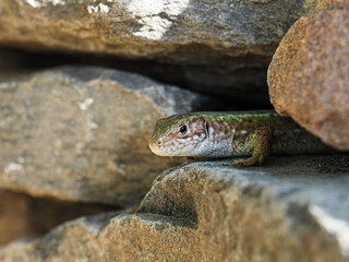Smaragdeidechse, Lacerta viridis lauert zwischen Steinen auf Beute.