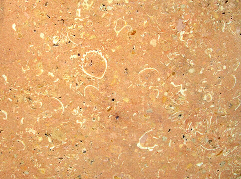 fossiles visibles dans une dalle de pierre