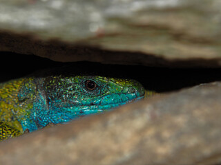 Smaragdeidechse, Lacerta viridis, Eidechse