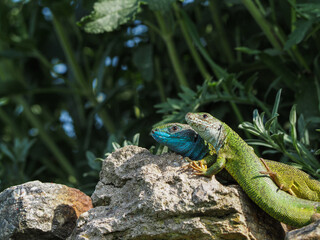 Smaragdeidechse, Lacerta viridis, Eidechse
